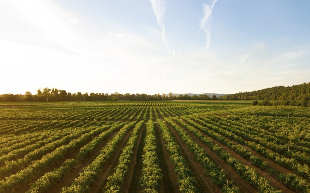 Crop field representing agricultural sciences and technology regulation in Kenya