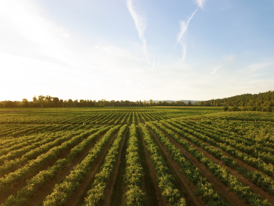Crop field representing agricultural sciences and technology regulation in Kenya