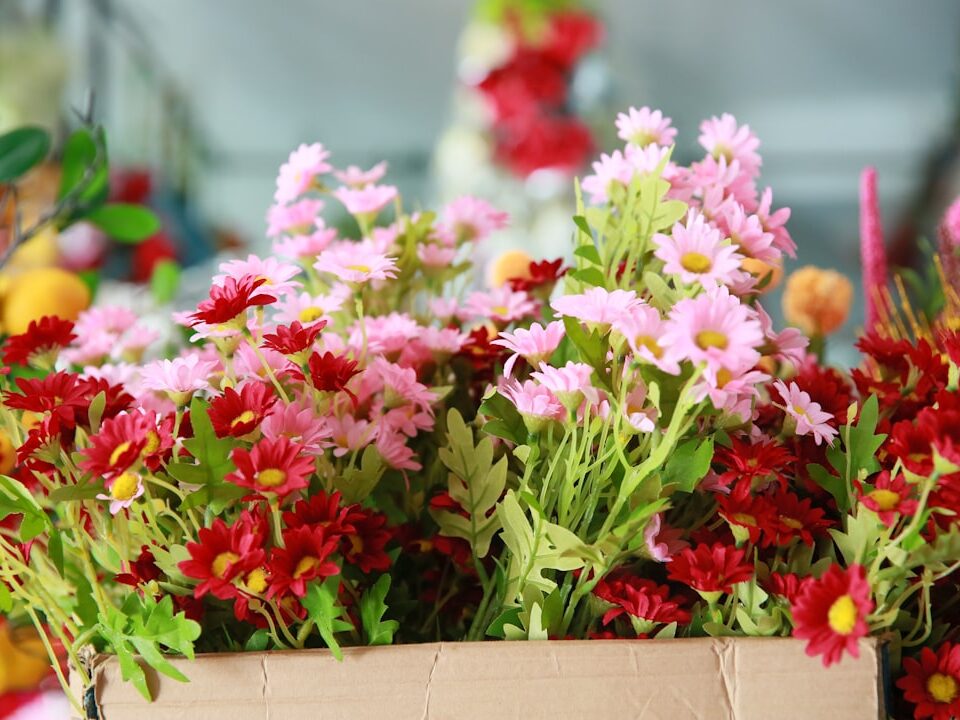 horticultural export licensing Kenya HCD KEPHIS phytosanitary