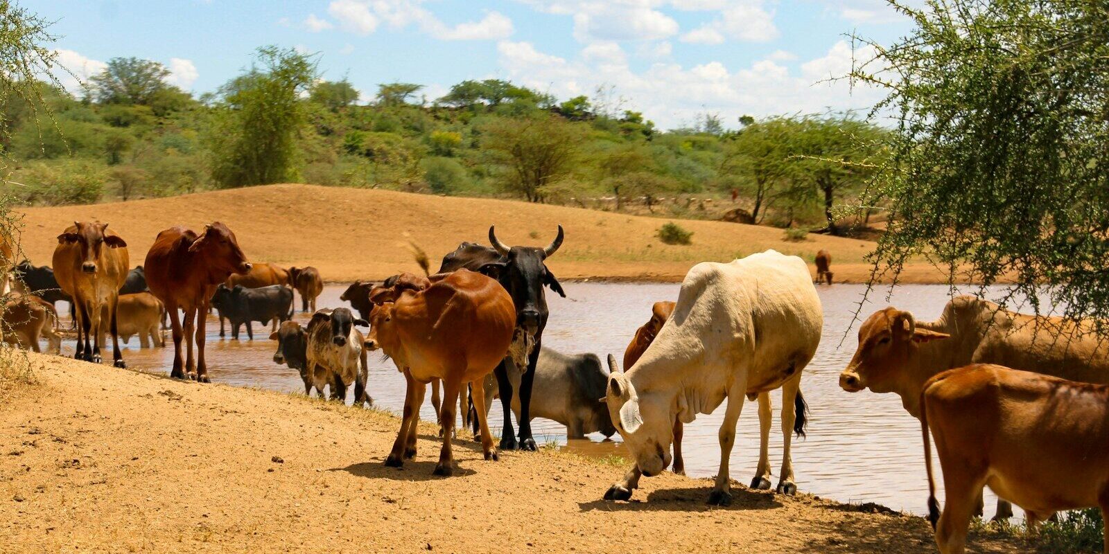 Cattle at a watering point on community grazing land in Kenya, the kind of group ranch land now transitioning to registered community land