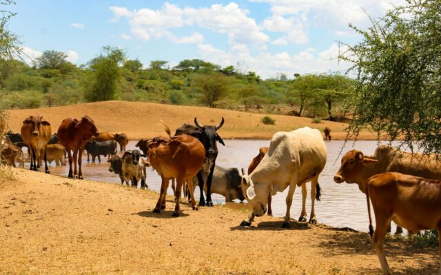 Cattle at a watering point on community grazing land in Kenya, the kind of group ranch land now transitioning to registered community land