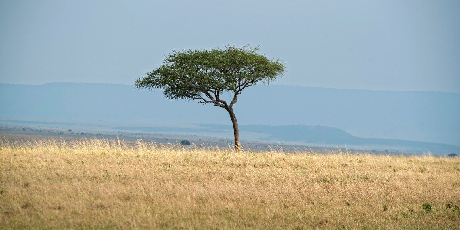 A solitary acacia tree on open Kenyan savanna grassland