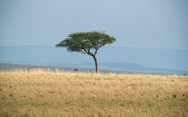 Land Structuring Tourism Investment Kenya — A solitary acacia tree on open Kenyan savanna grassland