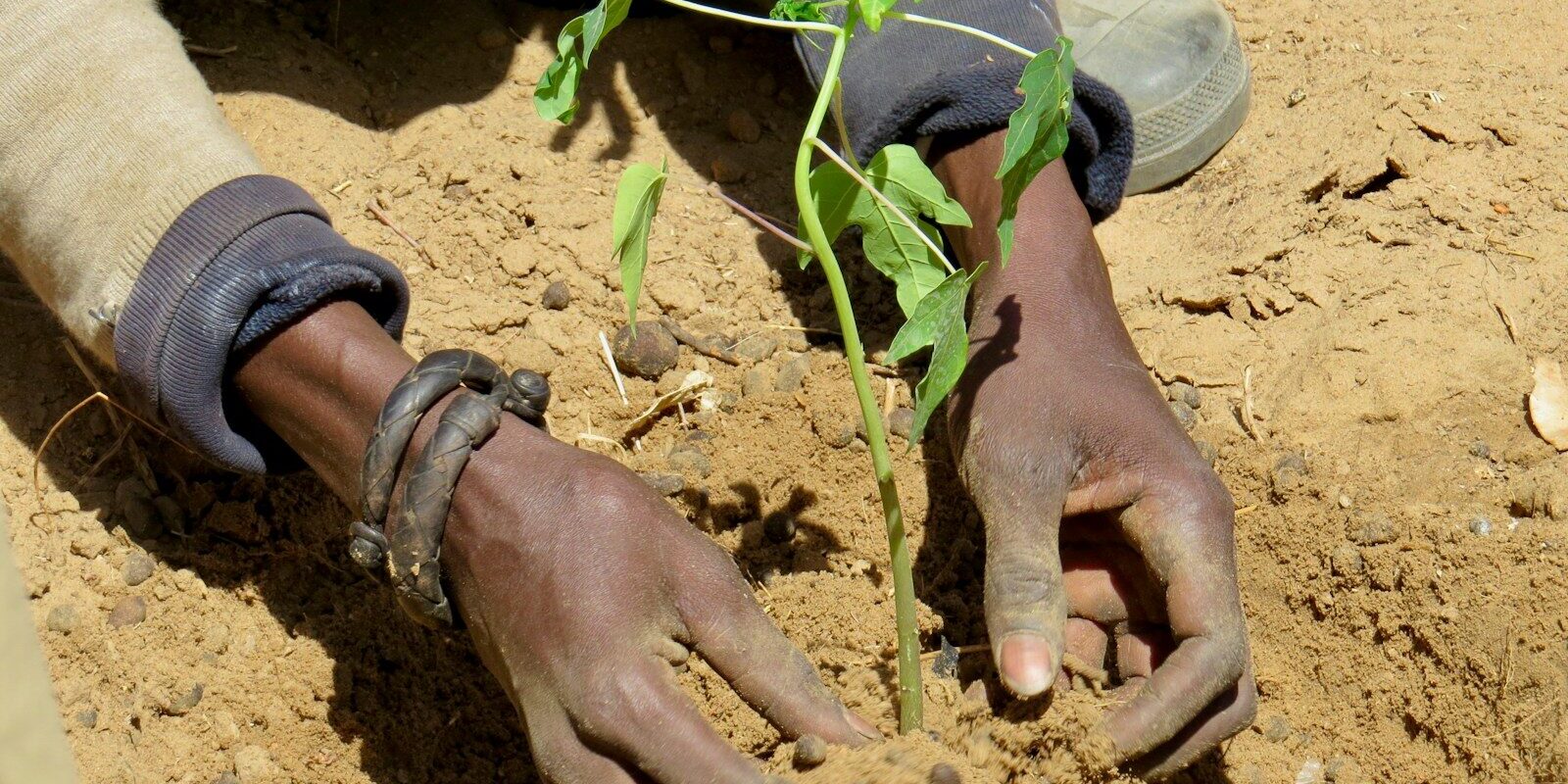 African farmer hands planting a seedling, representing plant variety protection in Kenya