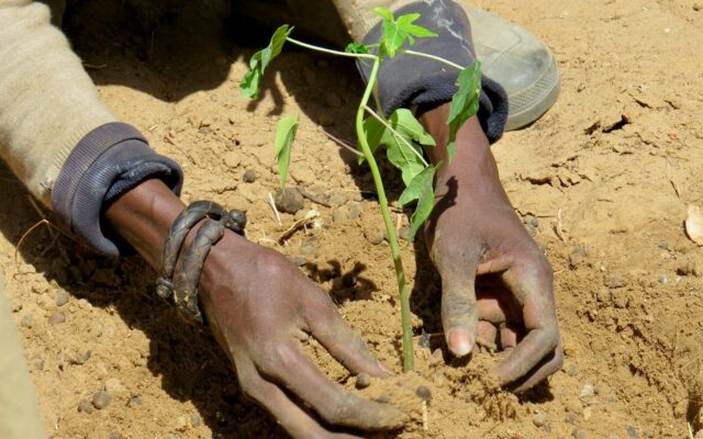 African farmer hands planting a seedling, representing plant variety protection in Kenya
