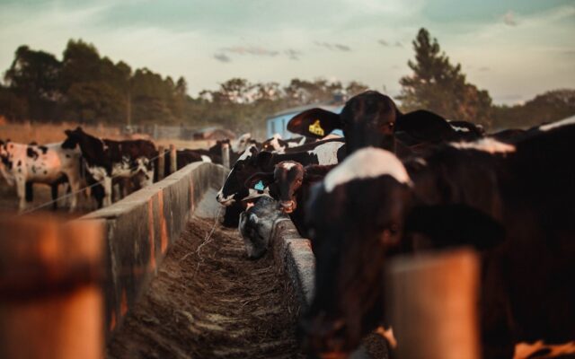 Farm workers at a dairy cattle feeding trough in Kenya