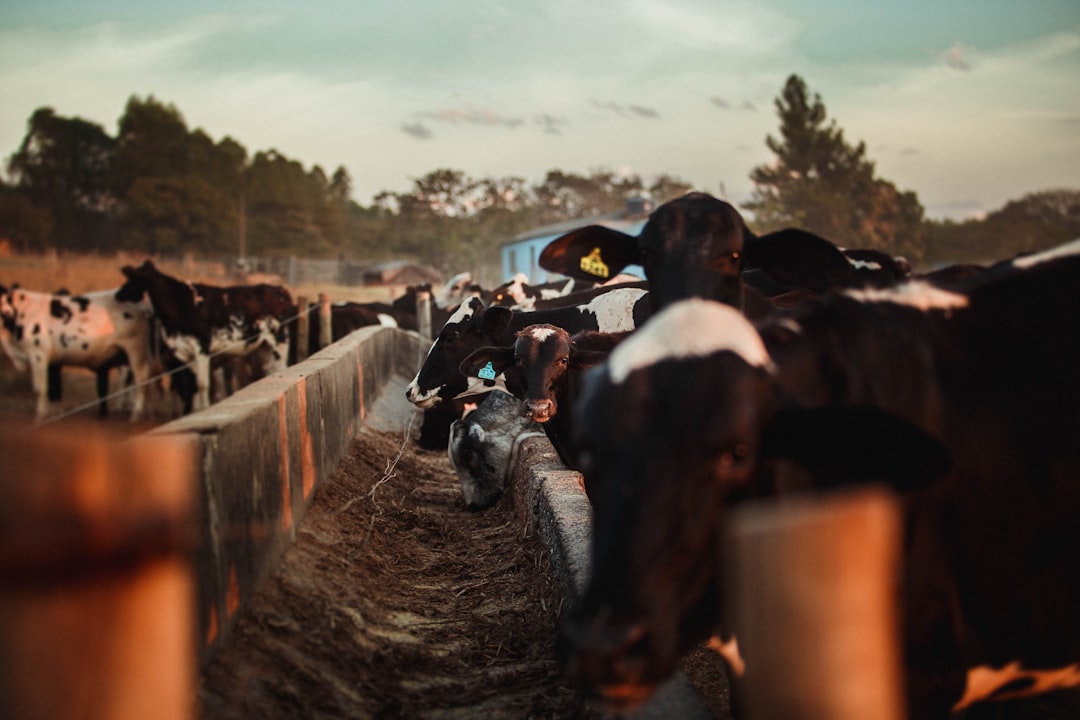 Farm workers at a dairy cattle feeding trough in Kenya