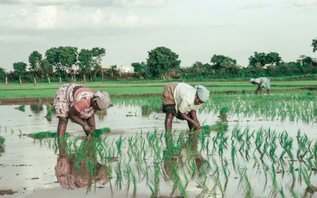 Farm workers in a flooded rice paddy field