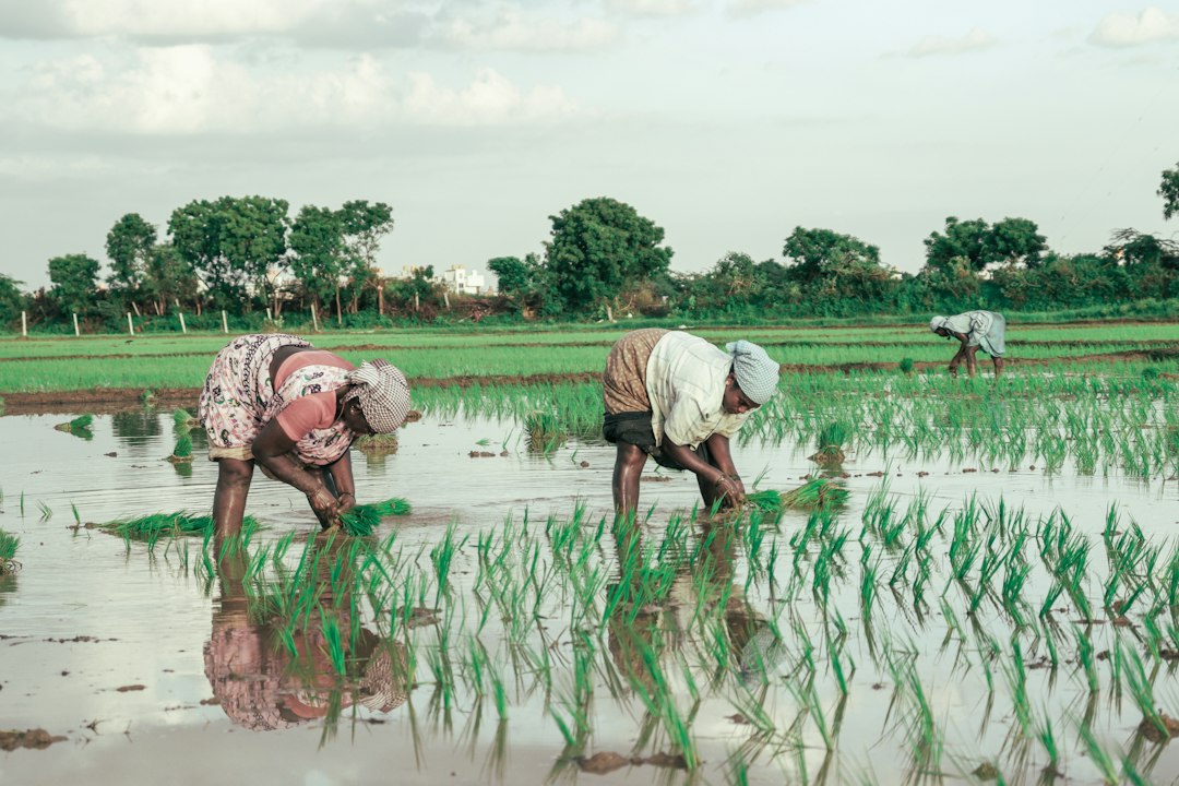Farm workers in a flooded rice paddy field