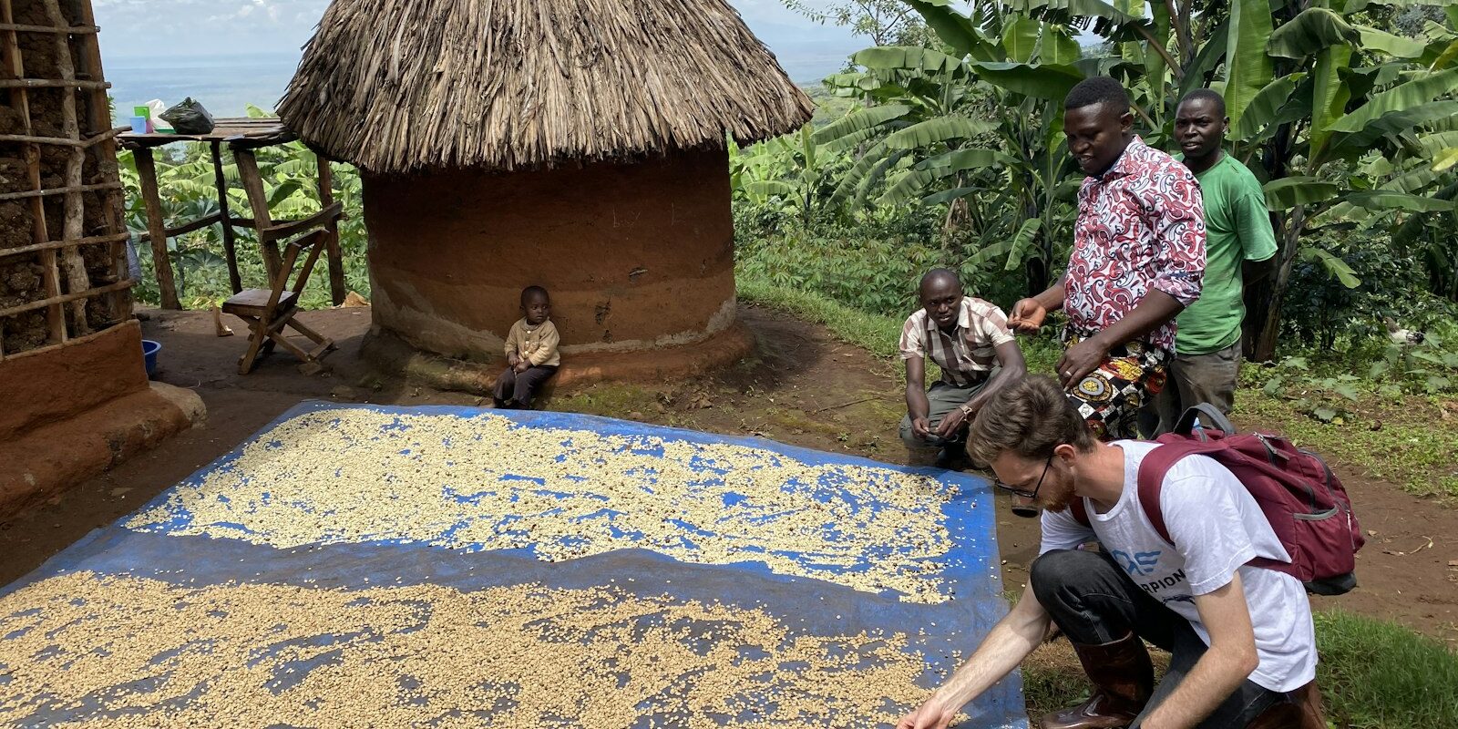 Coffee cherries laid out to dry on a raised bed at a farm in rural Uganda