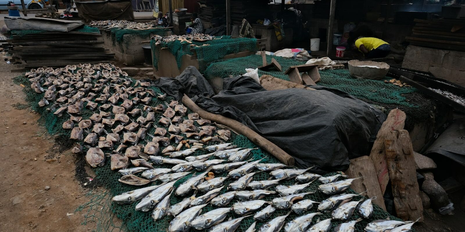 Rows of dried fish prepared for export at a West African fish processing site