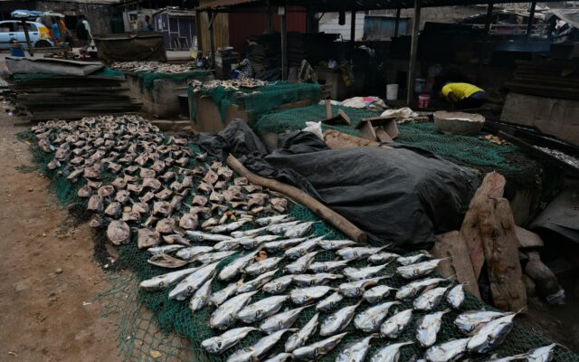 Rows of dried fish prepared for export at a West African fish processing site