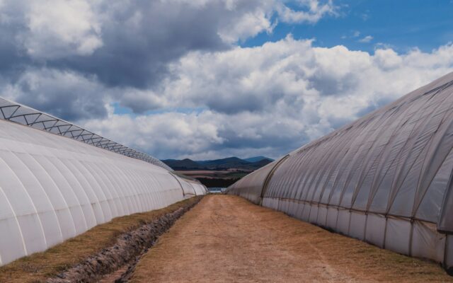 Aerial view of greenhouse tunnels on a large-scale export flower farm in Kenya