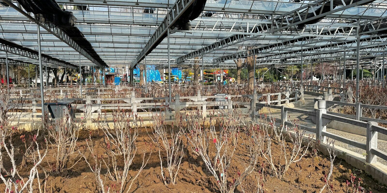 Rows of flowers growing under greenhouse netting on a Kenyan flower farm