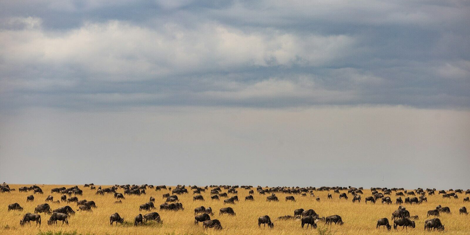 Storm clouds gathering over the Maasai Mara savanna above a herd of wildebeest, representing the weather forecasting and observation activities regulated under Kenya's Meteorology Act.
