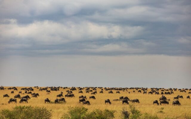 Storm clouds gathering over the Maasai Mara savanna above a herd of wildebeest, representing the weather forecasting and observation activities regulated under Kenya's Meteorology Act.