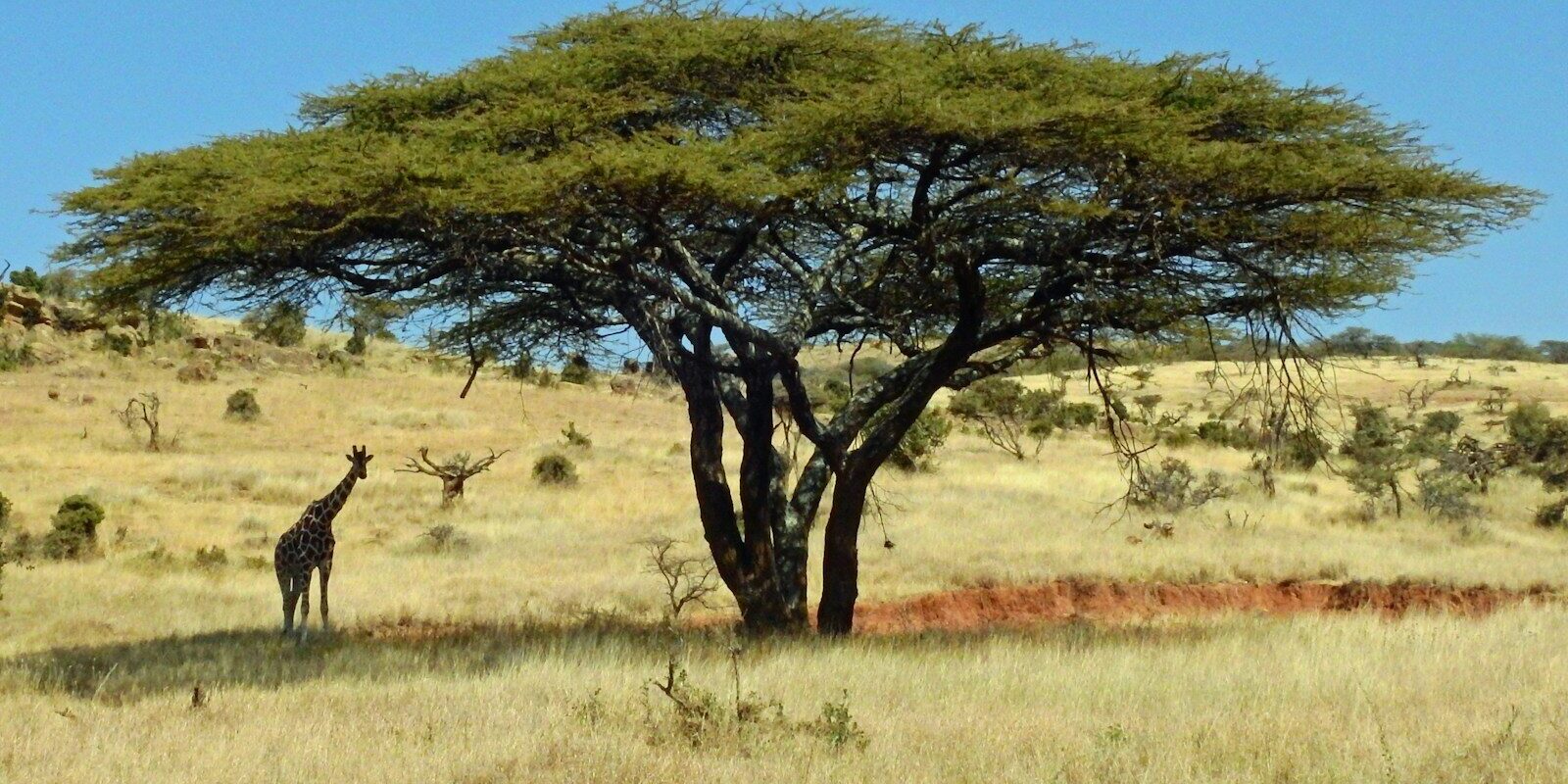 Acacia tree in a Kenyan savanna landscape