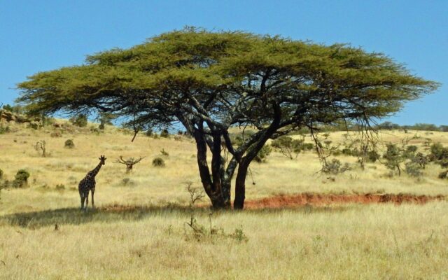 Acacia tree in a Kenyan savanna landscape