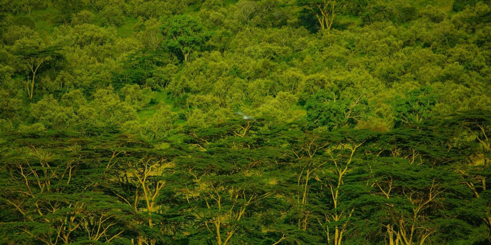 Forest canopy in Kenya, representing the cooperation-based, non-market approaches to climate change covered by the 2026 Regulations.