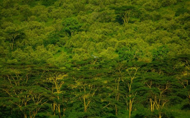 Forest canopy in Kenya, representing the cooperation-based, non-market approaches to climate change covered by the 2026 Regulations.