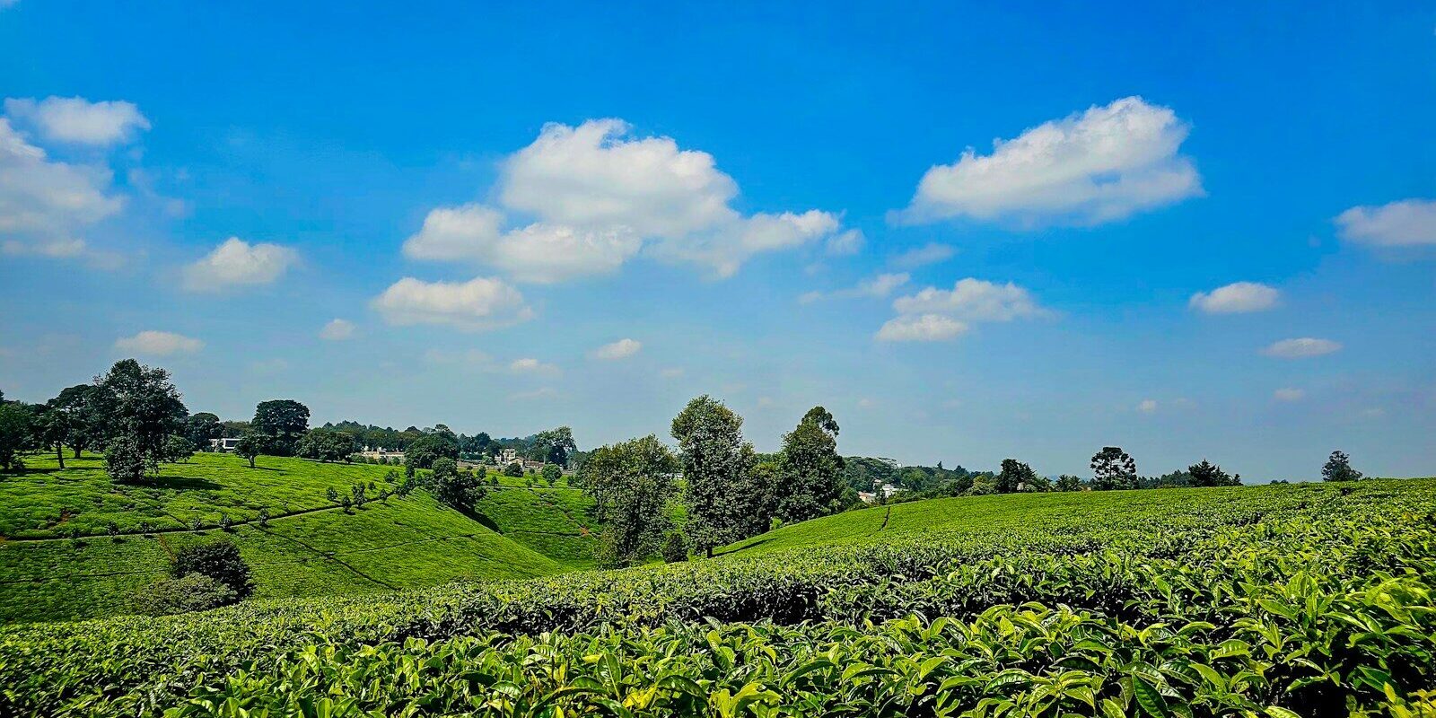 A tea plantation in Kenya's tea-growing highlands, representing the export and import activity regulated under the Tea (Levy) Regulations, 2026.