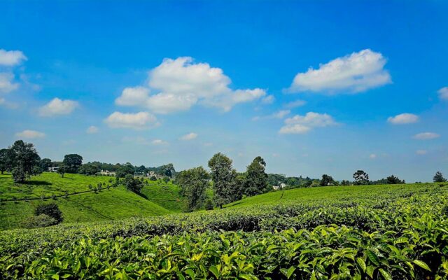 A tea plantation in Kenya's tea-growing highlands, representing the export and import activity regulated under the Tea (Levy) Regulations, 2026.