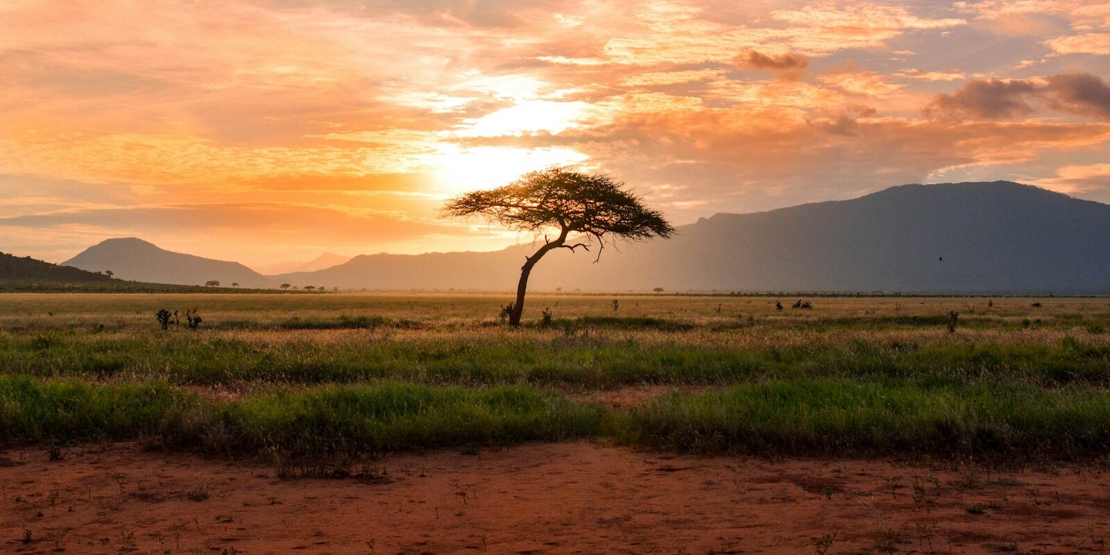 Kenyan farmland with an acacia tree at sunset, illustrating land held in a family trust