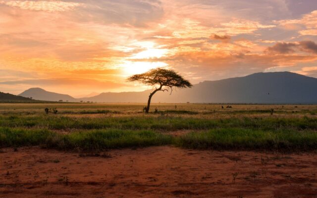 Kenyan farmland with an acacia tree at sunset, illustrating land held in a family trust